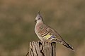 Crested Pigeon (Ocyphaps lophotes) (26667654567).jpg