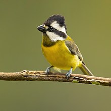 Crested Shrike -tit naaras - Camden.jpg