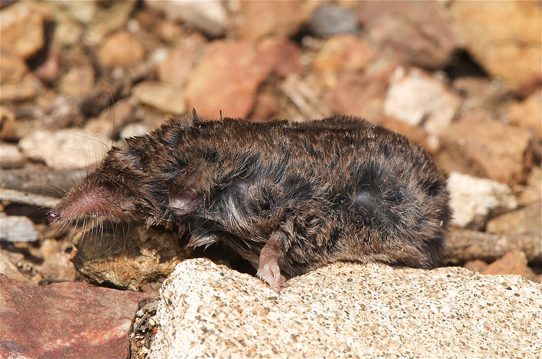 Crocidura vorax