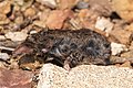 Voracious shrew
