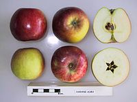 Cross section of Harang Alma, National Fruit Collection (acc. 1948-373) .jpg