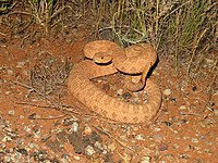 Crotalus oreganus concolor 01.jpg