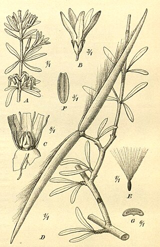 <i>Cryptolepis decidua</i> Species of flowering plant
