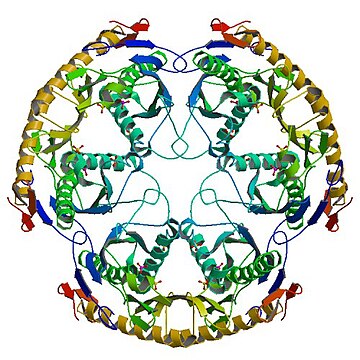 RNase PH