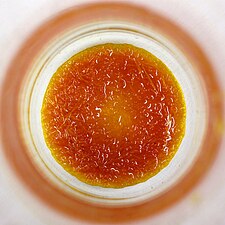 Crystals of p-nitroaniline.jpg