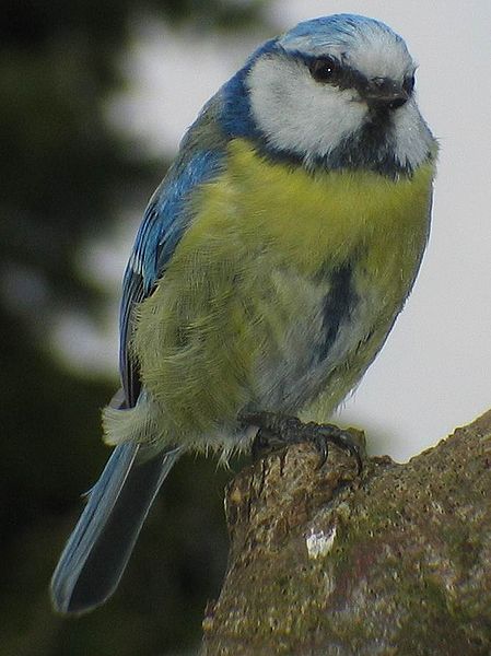 File:Cyanistes caeruleus III.jpg