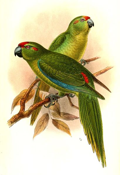 File:CyanorhamphusSubflavescensKeulemans.jpg