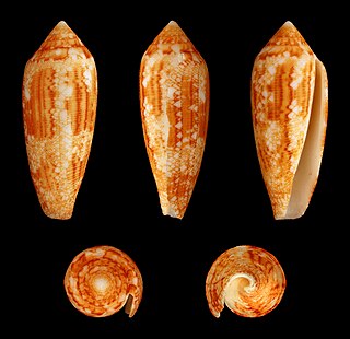 <i>Conus aureus</i> Species of sea snail