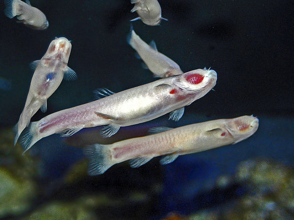 Phreatichthys andruzzii showing the pale colour and lack of eyes typical of cavefish. The large red spot on the head is the blood-filled gills, visibl