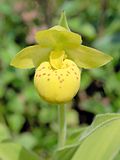 Cypripedium flavum Orchi 101.jpg