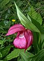 Cypripedium franchetii