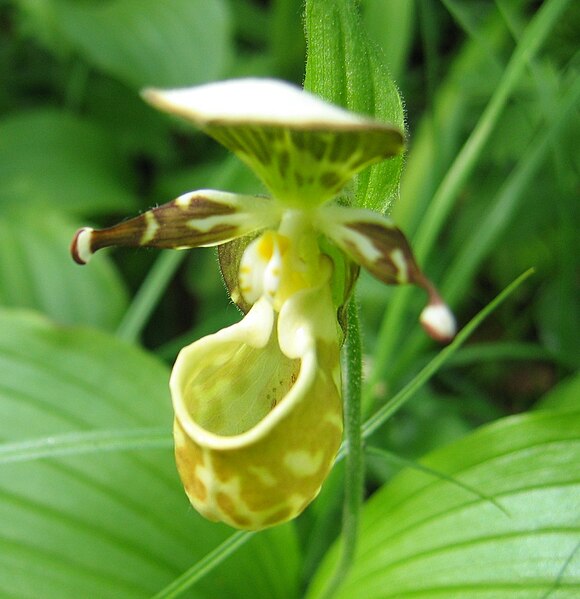 File:Cypripedium guttatum Vby1.JPG