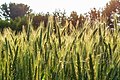 * Nomination Barley field in the hamlet Dernekamp, Kirchspiel, Dülmen, North Rhine-Westphalia, Germany --XRay 04:50, 3 June 2018 (UTC) * Promotion  Support Good quality. IMO reasonable use of DoF. --Basotxerri 08:04, 3 June 2018 (UTC)