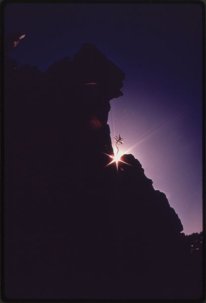 File:DOUGLAS FIR SEEDLING SILHOUETTED GROWING IN A BURNED CLEAR-CUT AREA OF OLYMPIC NATIONAL TIMBERLAND, WASHINGTON. NEAR... - NARA - 555083.jpg