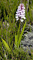 Dactylorhiza maculata Norway - Lillesand