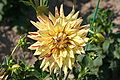 Dahlia "Hy Pimento" created by Holland (Canada) in 2000