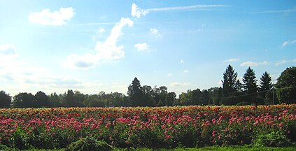 Field of Dahlias near Canby, Oregon