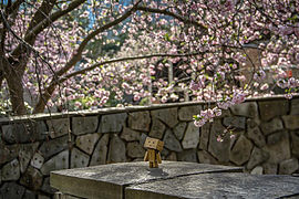 Danbo with Cherry flowers in Paris.jpg