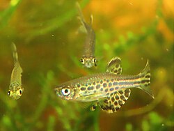 Danio tinwini sparring males.jpg