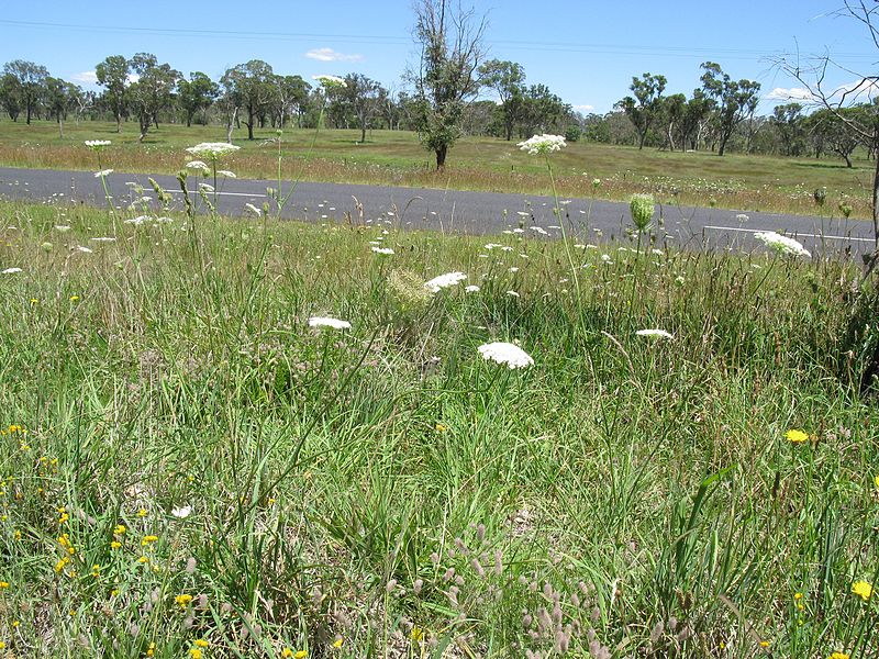 File:Daucus carota habit1 NT - Flickr - Macleay Grass Man.jpg