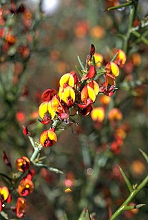 <i>Daviesia brachyphylla</i> Species of flowering plant