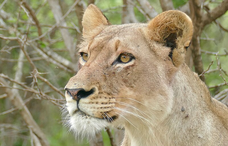 File:Day 48 Lioness (Panthera leo) alerted ... (53313514400).jpg