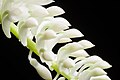 Dendrobium secundum alba colour