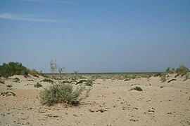 Desert instead of Aral Sea, Mo‘ynoq.jpg
