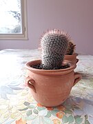 Deux cactus dans des pots en terre cuite.jpg