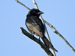 Aldabra drongo (Q1591792)