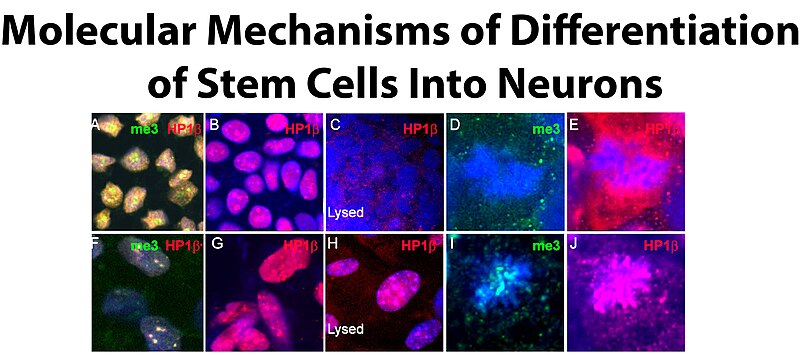 File:Differentiation of Stem Cells Into Neurons.jpg