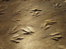 Fossil footprints at Dinosaur State Park. Dinosaur State Park (Rocky Hill, CT) - close-up.JPG