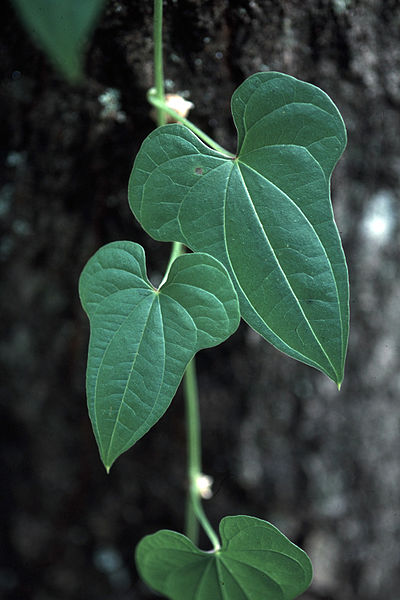 File:Dioscorea polystachya UGA1237002.jpg