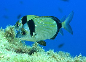 Beskrivelse av Diplodus vulgaris.jpg-bildet.