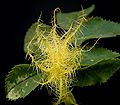 Diplolepis rosae gall on Rosa canina