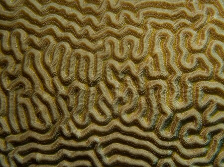 ไฟล์:Diplora strigosa (Symmetrical Brain Coral) closeup.jpg