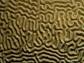Diplora strigosa (Symmetrical Brain Coral) closeup.jpg