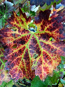 Deficit of micronutrients, vine. Diseased Vine Leaf @ Paarl, South Africa.jpg