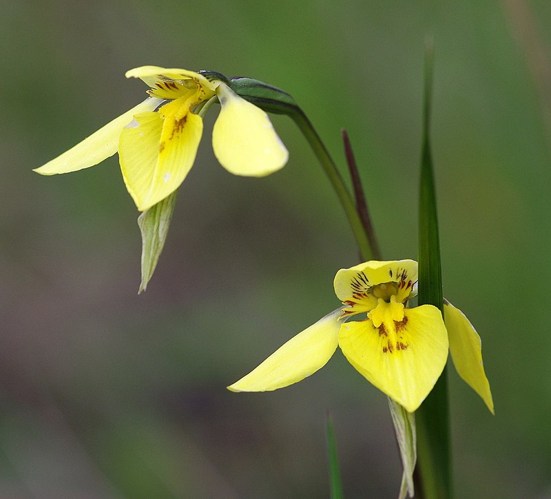 Lan Đào Viên 6 - Page 28 800px-Diuris_chryseopsis_(Golden_Moths)._(24370963703)