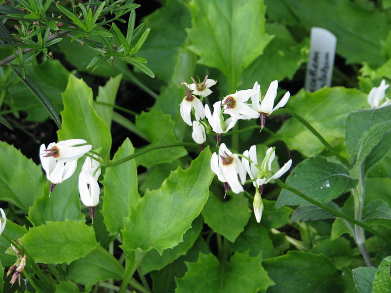 File:Dodecatheon dentatum (8936550539).jpg