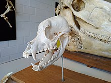 Un crâne de chien blanc, sur un table. en arrière, un crâne de cheval, le tout dans une salle d'enseignement.