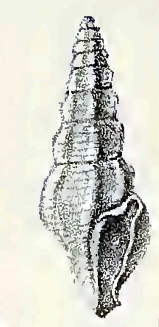 <i>Drillia omanensis</i> Species of gastropod