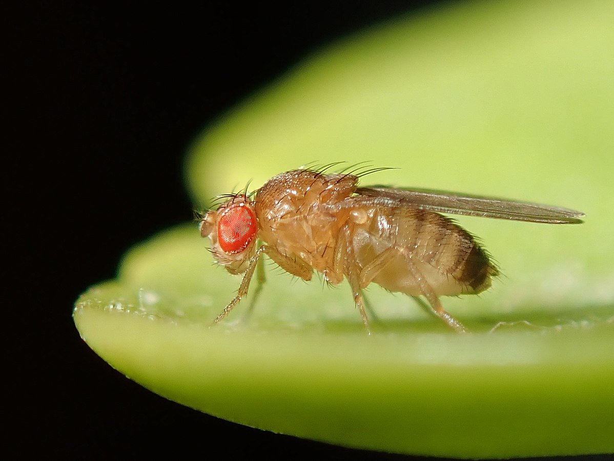 Scientists Map Entire Brain of Adult Fruit Fly post image