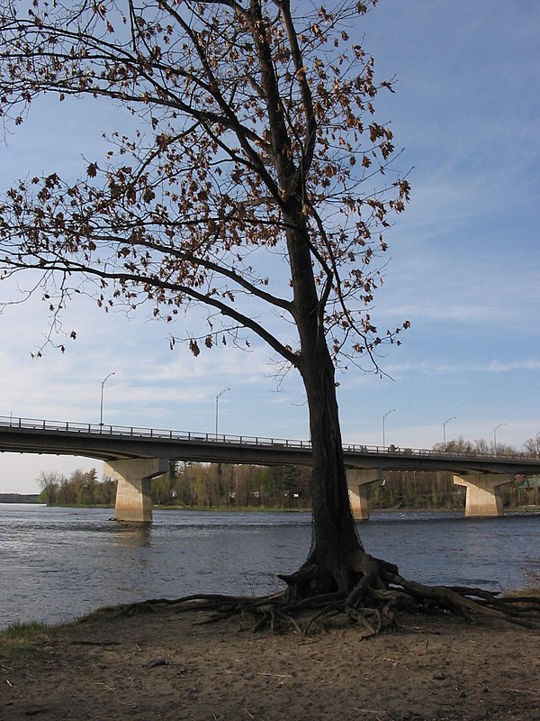 A tree on the banks of the Saint-François River in Drummondville