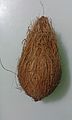 Trái dừa khô