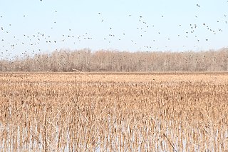 Grand Cote National Wildlife Refuge