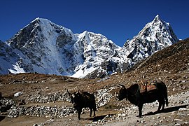 Spikol van wida koe Nepala
