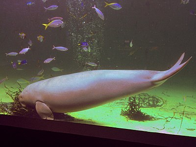 Dugong Serena.jpg