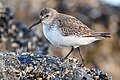 * Nomination A dunlin (Calidris alpina) on a rock in Trouviller-sur-Mer, France. --Alexis Lours 17:08, 26 April 2024 (UTC) * Promotion  Support Good quality. --Rjcastillo 23:38, 26 April 2024 (UTC)