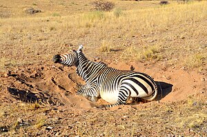 Zebra: Asal nama, Taksonomi dan evolusi, Karakteristik